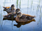Ducklings at Cobbs Pond