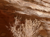 Capitol Reef National Park 