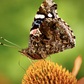 Previous upload