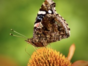 Red Admiral