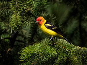 Western Tanager