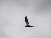 Shiawassee National Wildlife Refuge