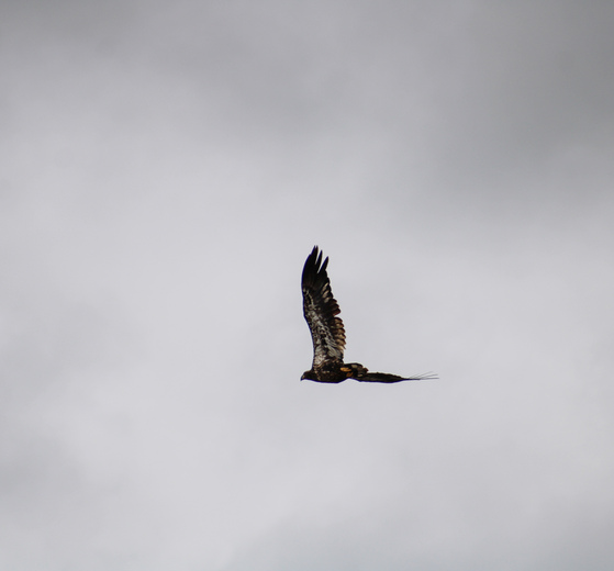 Shiawassee National Wildlife Refuge