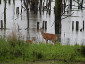 Shiawassee National Wildlife Refuge