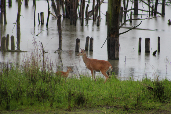 Shiawassee National Wildlife Refuge