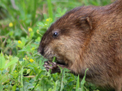 Shiawassee National Wildlife Refuge