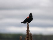 Shiawassee National Wildlife Refuge