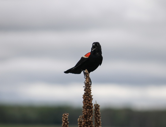 Shiawassee National Wildlife Refuge