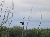 Shiawassee National Wildlife Refuge