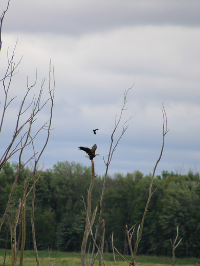 Shiawassee National Wildlife Refuge
