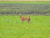 Shiawassee National Wildlife Refuge