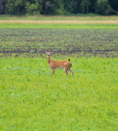Shiawassee National Wildlife Refuge