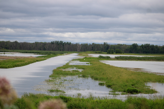 Shiawassee National Wildlife Refuge
