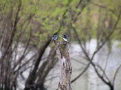 Shiawassee National Wildlife Refuge