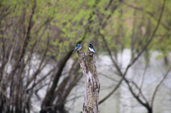 Shiawassee National Wildlife Refuge