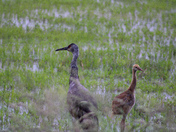 Shiawassee National Wildlife Refuge