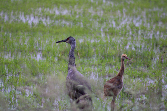 Shiawassee National Wildlife Refuge