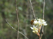 Carolina Sandhills National Wildlife Refuge