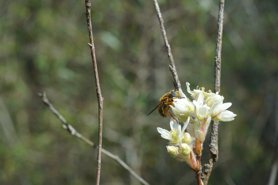 Carolina Sandhills National Wildlife Refuge
