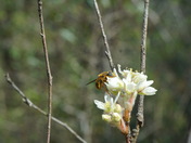 Carolina Sandhills National Wildlife Refuge