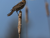 Red-winged Femininity
