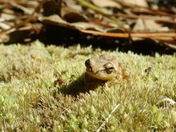 Carolina Sandhills National Wildlife Refuge