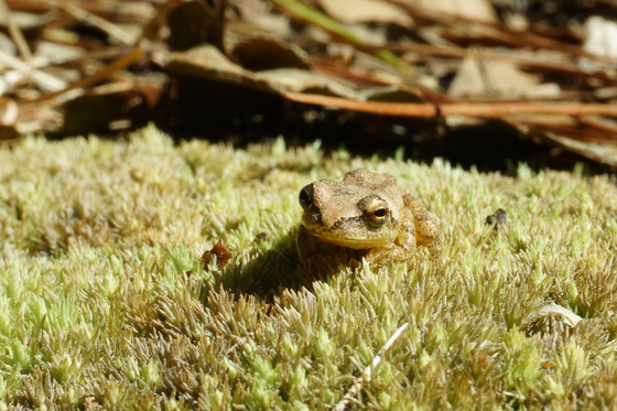 Carolina Sandhills National Wildlife Refuge