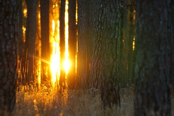 Pee Dee National Wildlife Refuge