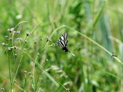Pungo unit