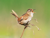 Marsh Wren
