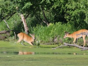 Mississippi National River @ Recreation Area