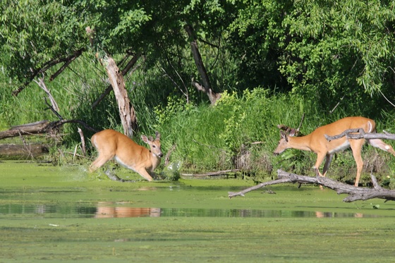 Mississippi National River @ Recreation Area