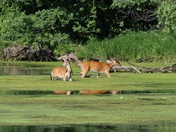 Mississippi National River @ Recreation Area
