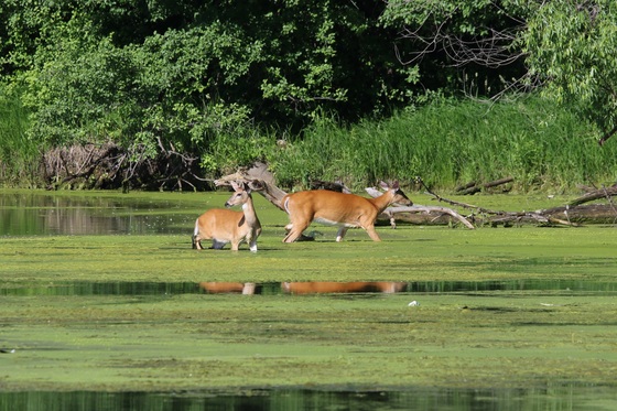 Mississippi National River @ Recreation Area