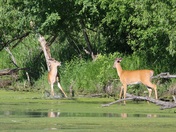 Mississippi National River @ Recreation Area