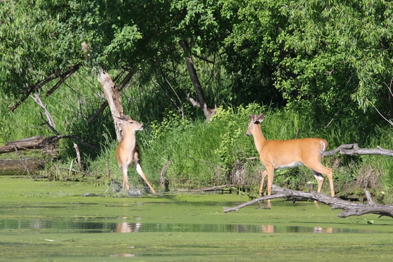 Mississippi National River @ Recreation Area