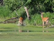 Mississippi National River @ Recreation Area