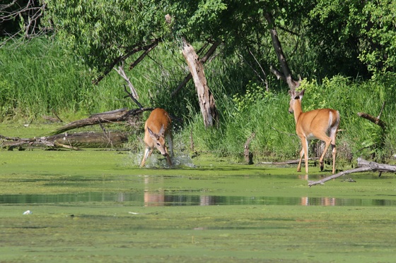 Mississippi National River @ Recreation Area