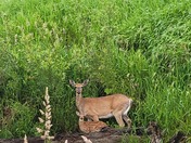 Shiawassee National Wildlife Refuge