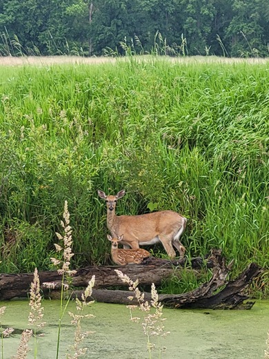 Shiawassee National Wildlife Refuge
