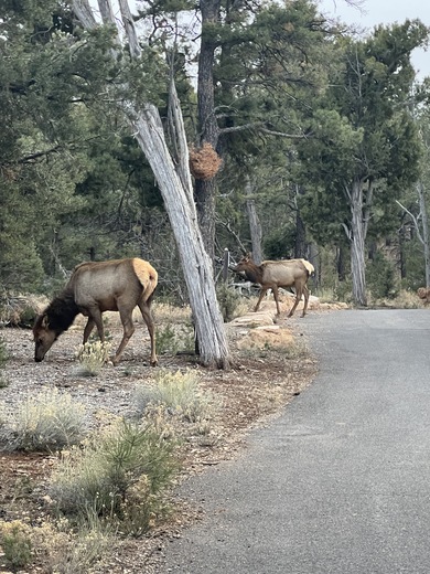 Grand Canyon National Park