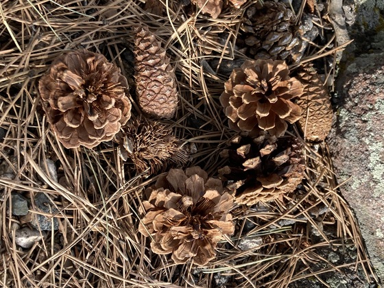 Rocky Mountain National Park