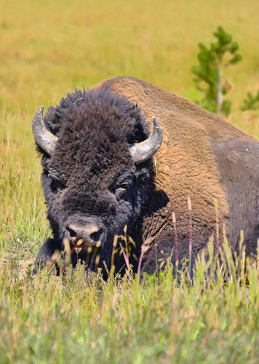 Yellowstone National Park