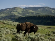Yellowstone National Park