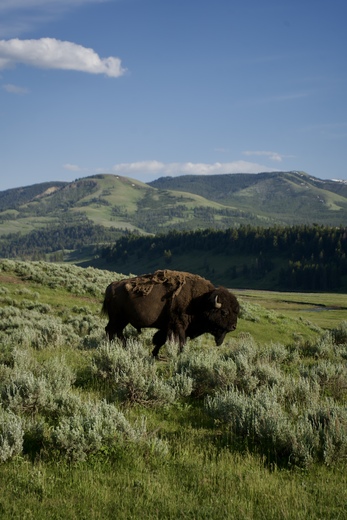 Yellowstone National Park
