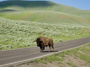 Yellowstone National Park