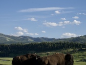 Yellowstone National Park
