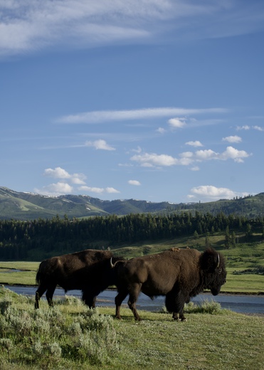Yellowstone National Park