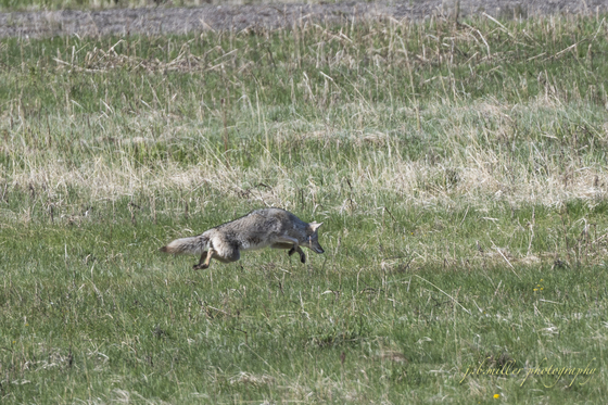 Yellowstone National Park
