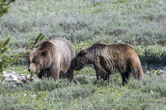Teton National Park